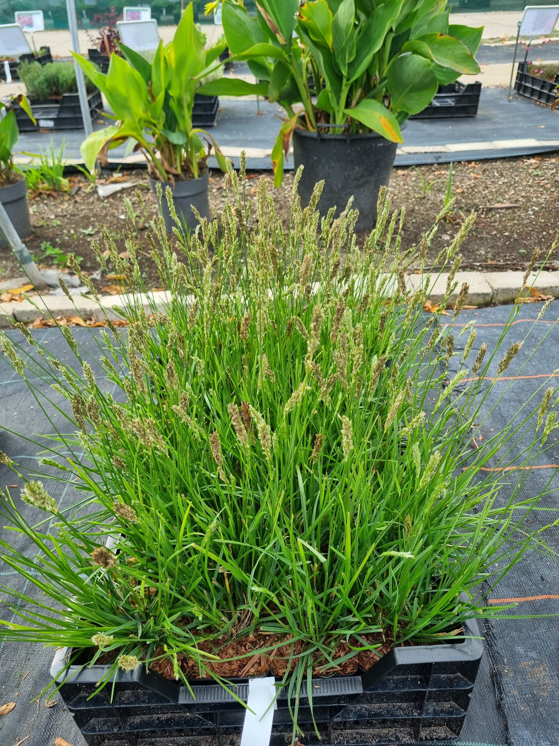Sesleria 'Greenlee' – Blauwgras