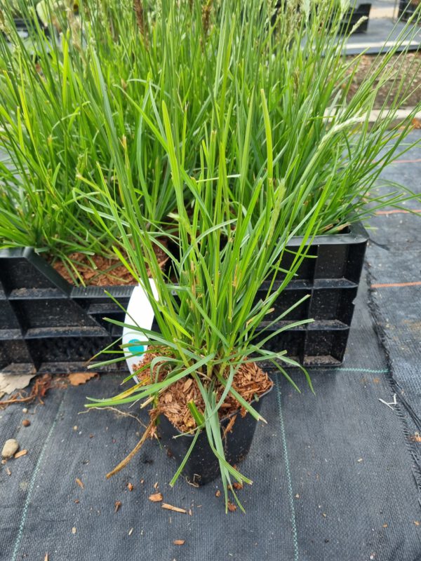 Sesleria 'Greenlee' – Blauwgras - Afbeelding 2