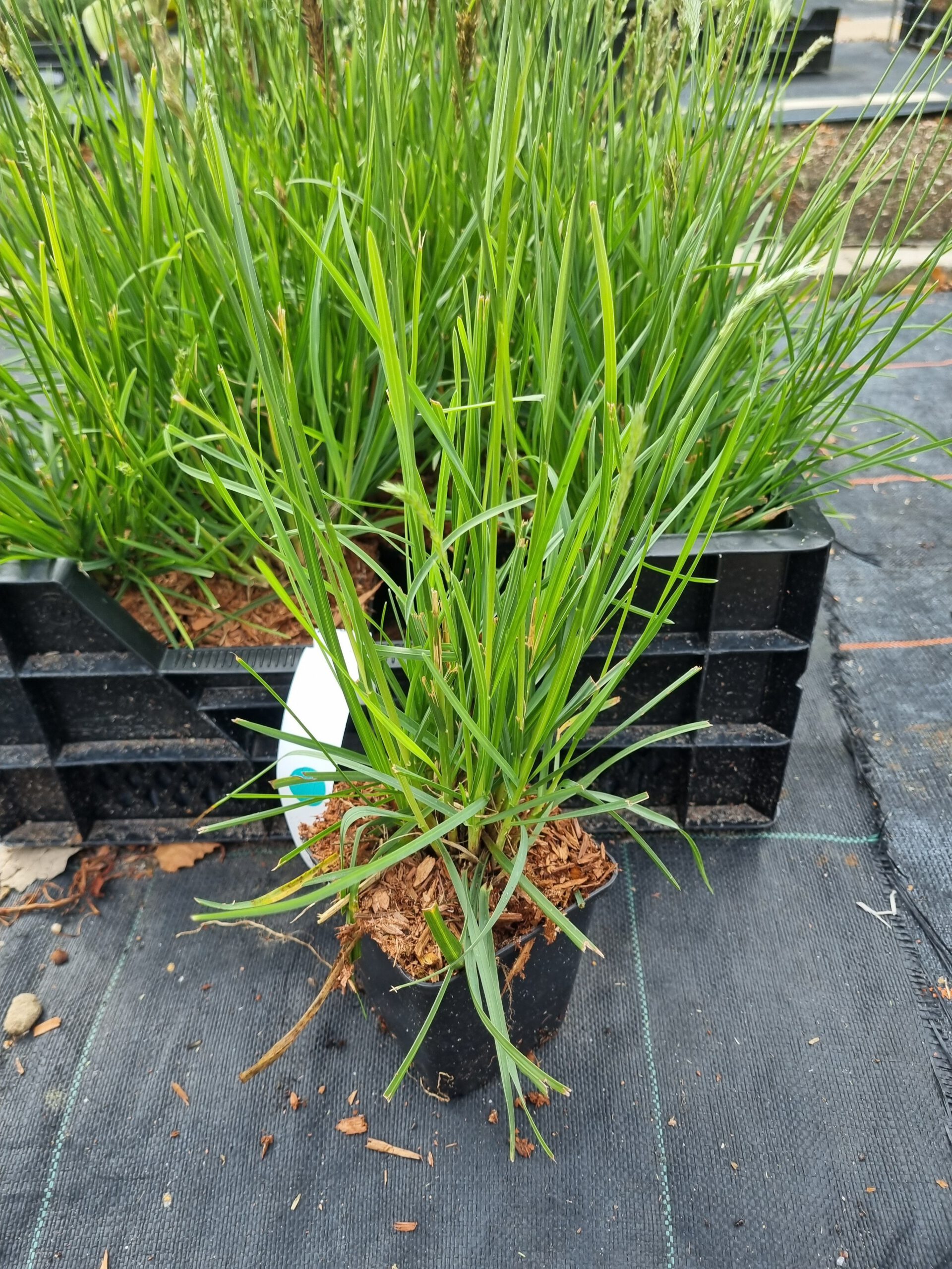 Sesleria 'Greenlee' – Blauwgras - Afbeelding 2