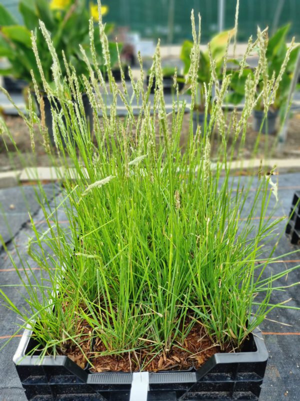 Sesleria autumnalis – Blauwgras - Afbeelding 4