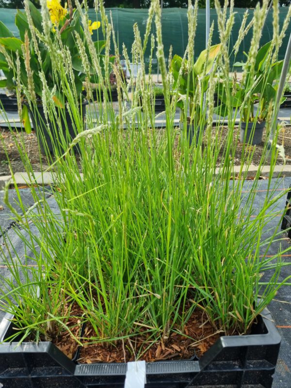 Sesleria autumnalis – Blauwgras - Afbeelding 2