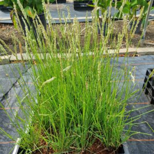 Sesleria autumnalis – Blauwgras