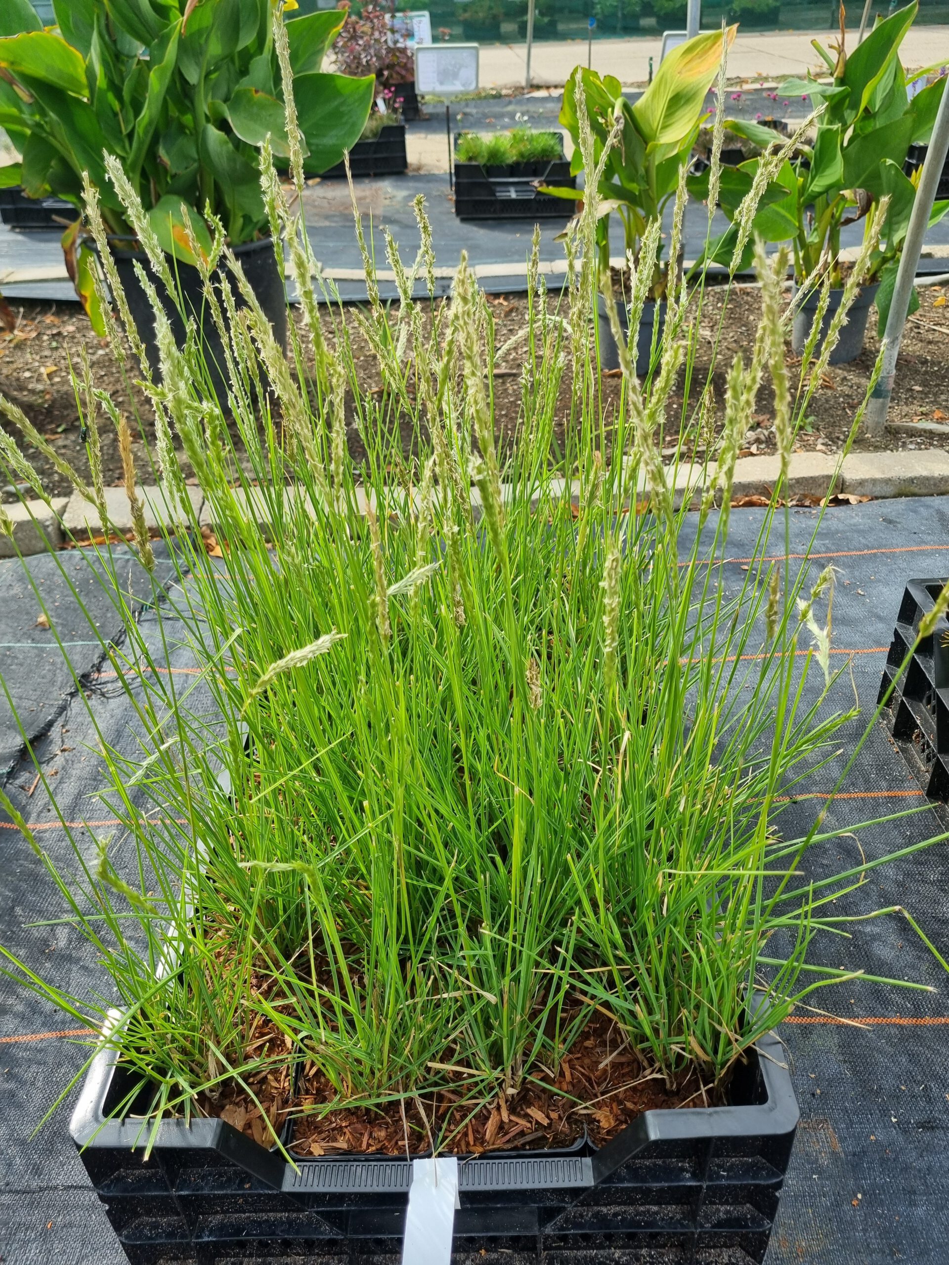 Sesleria autumnalis – Blauwgras