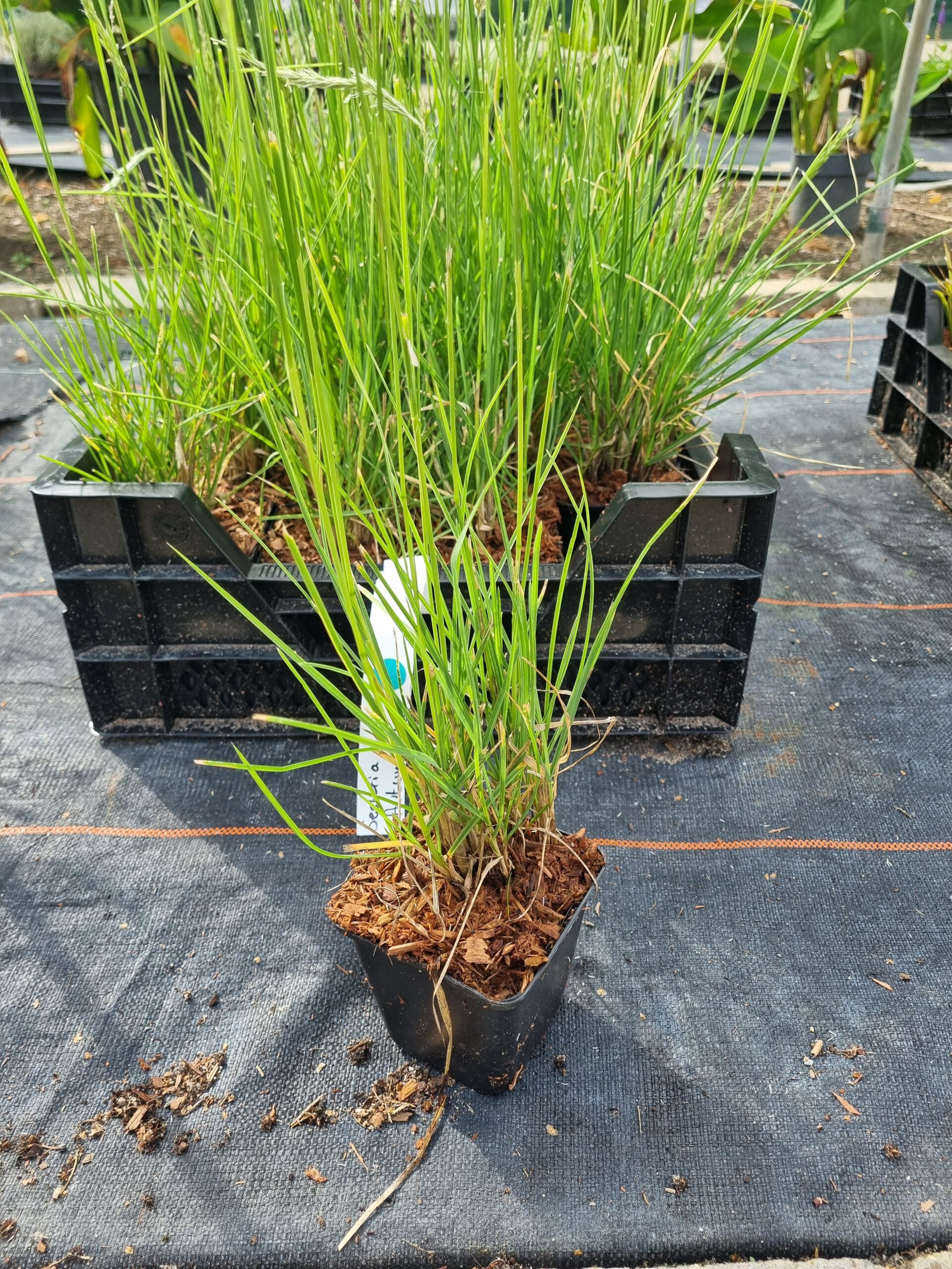 Sesleria autumnalis – Blauwgras - Afbeelding 3