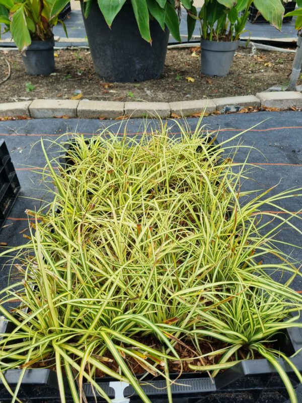 Carex oshimensis 'Evergold' - Bontbladige zegge - Afbeelding 3