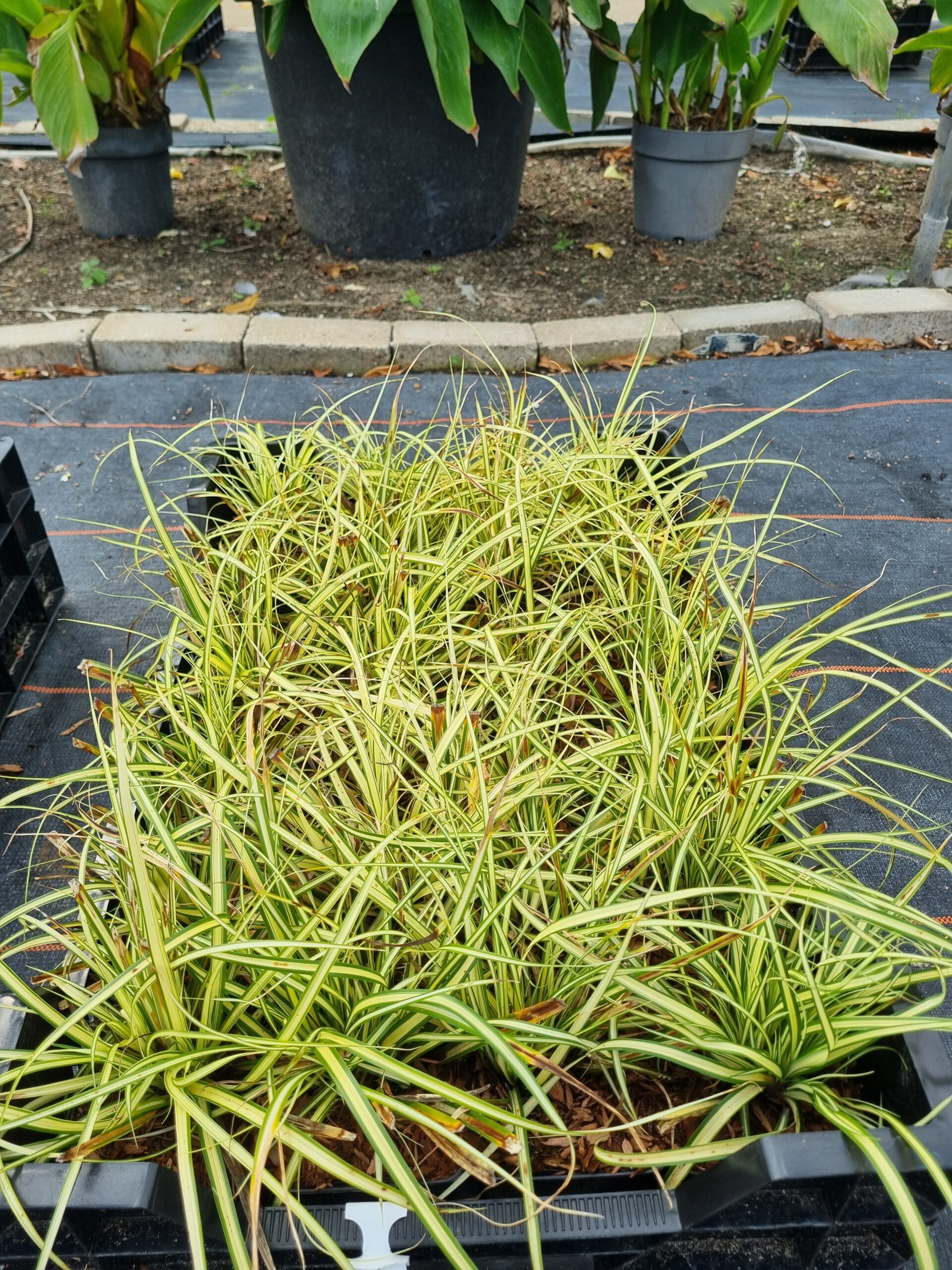 Carex oshimensis 'Evergold' - Bontbladige zegge - Afbeelding 3