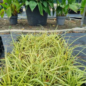 Carex oshimensis 'Evergold' - Bontbladige zegge