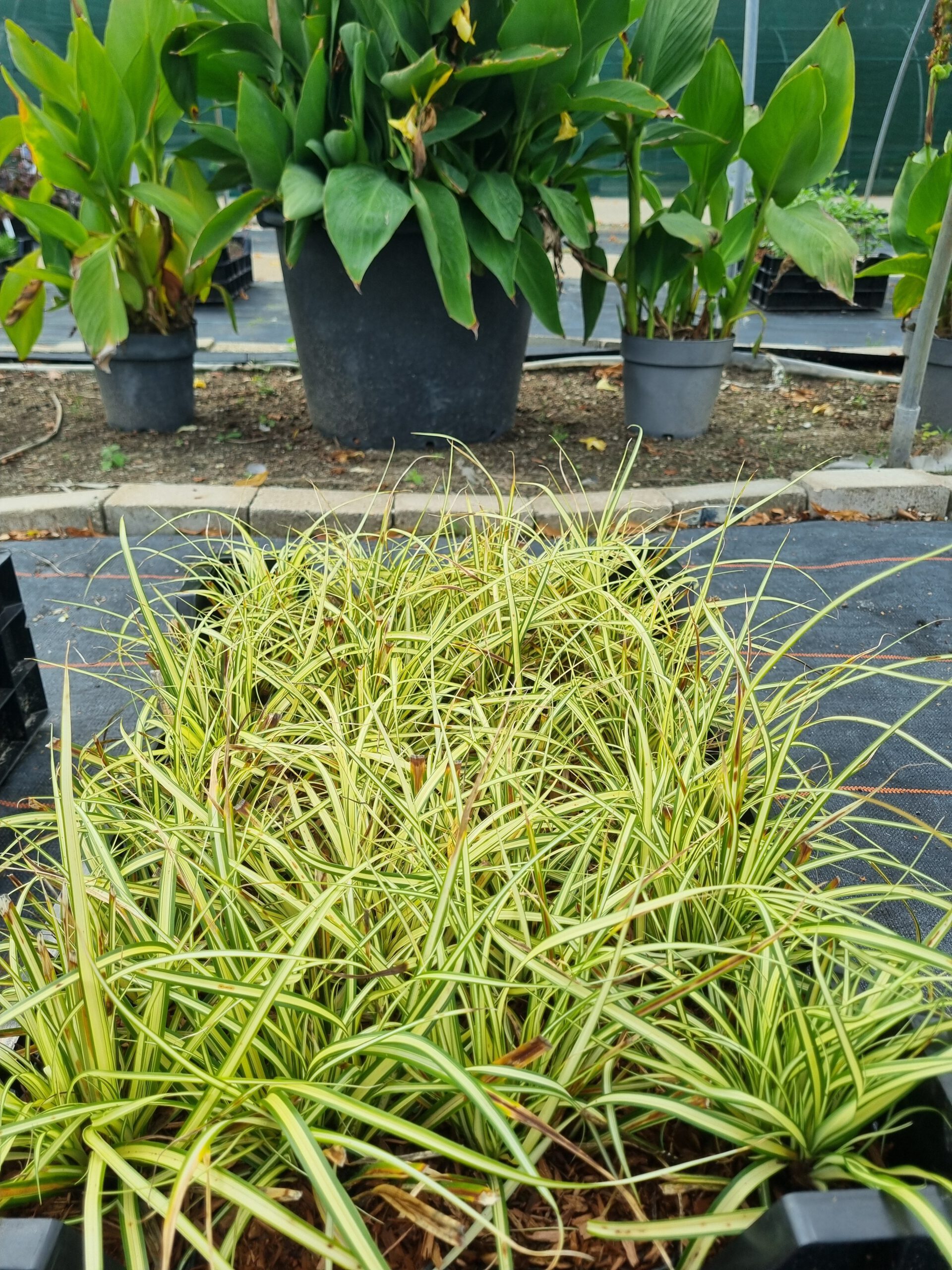 Carex oshimensis 'Evergold' - Bontbladige zegge