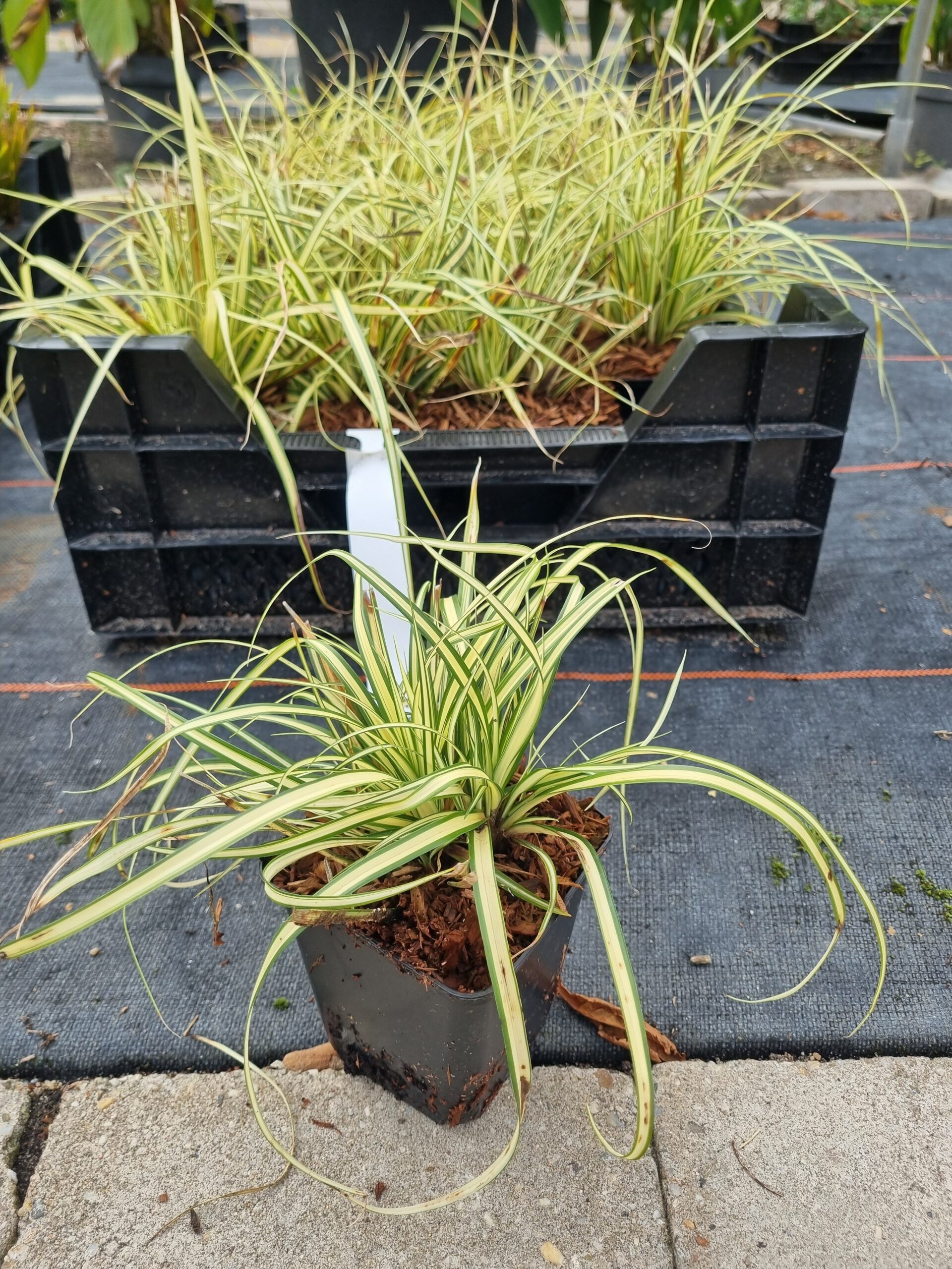 Carex oshimensis 'Evergold' - Bontbladige zegge - Afbeelding 4