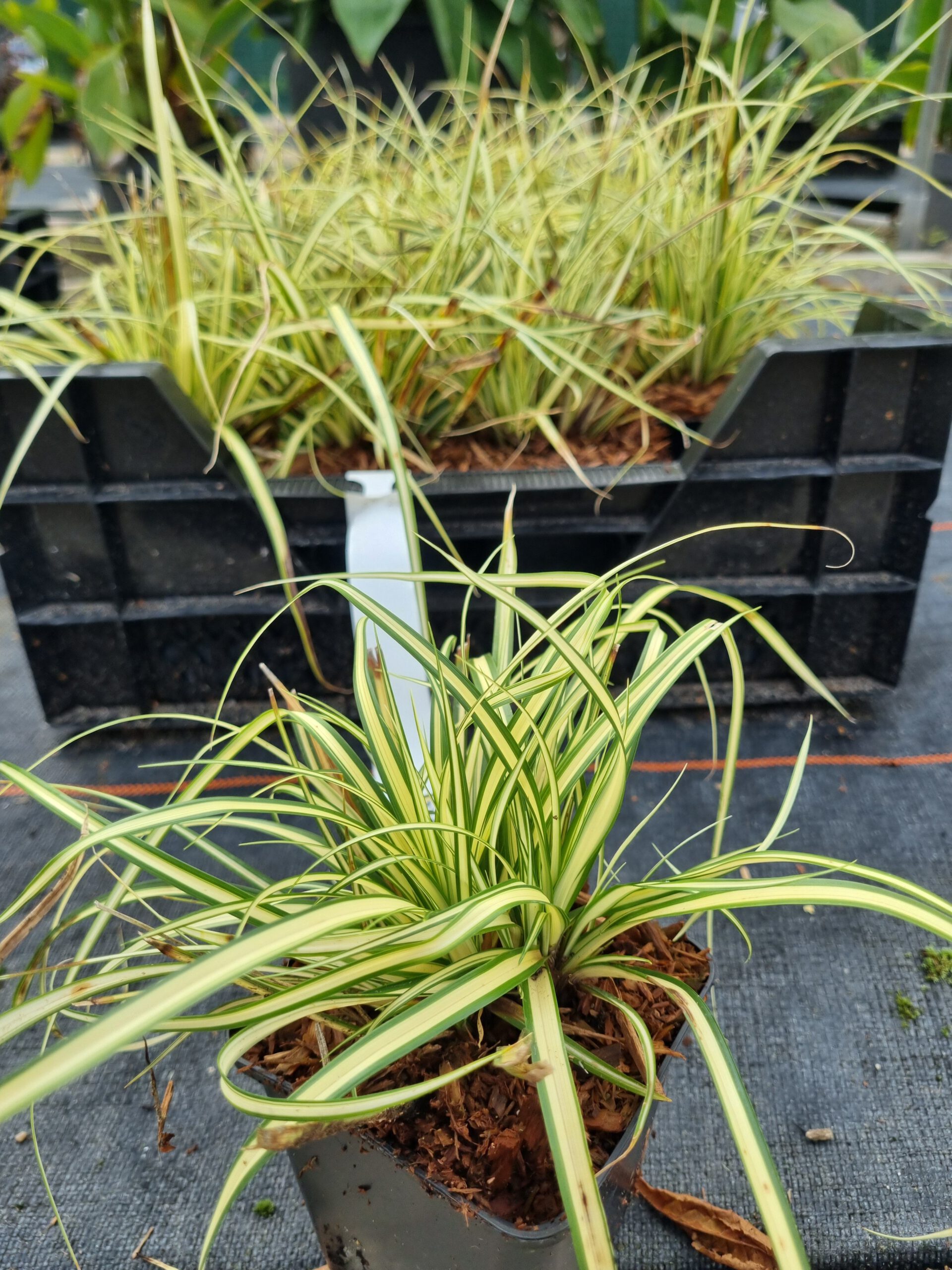 Carex oshimensis 'Evergold' - Bontbladige zegge - Afbeelding 2