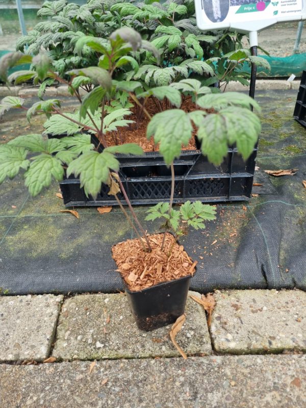 Actaea simplex 'Brunette' – Zilverkaars - Afbeelding 3