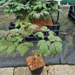 Actaea simplex 'Brunette' – Zilverkaars
