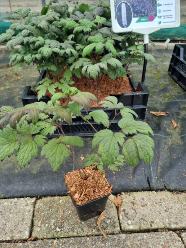 Actaea simplex 'Brunette' – Zilverkaars
