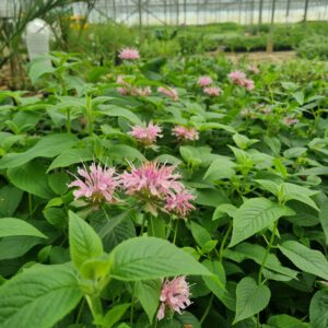 Monarda ‘Beauty of Cobham’ – Bergamotplant