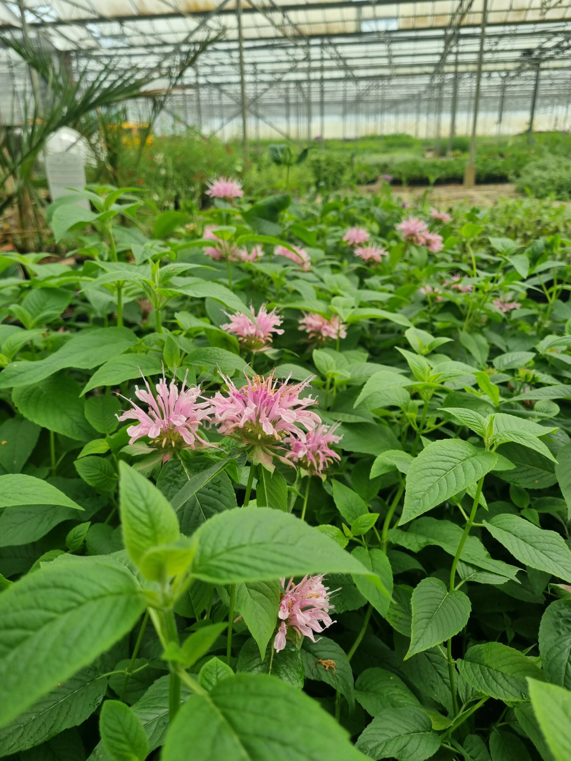 Monarda ‘Beauty of Cobham’ – Bergamotplant