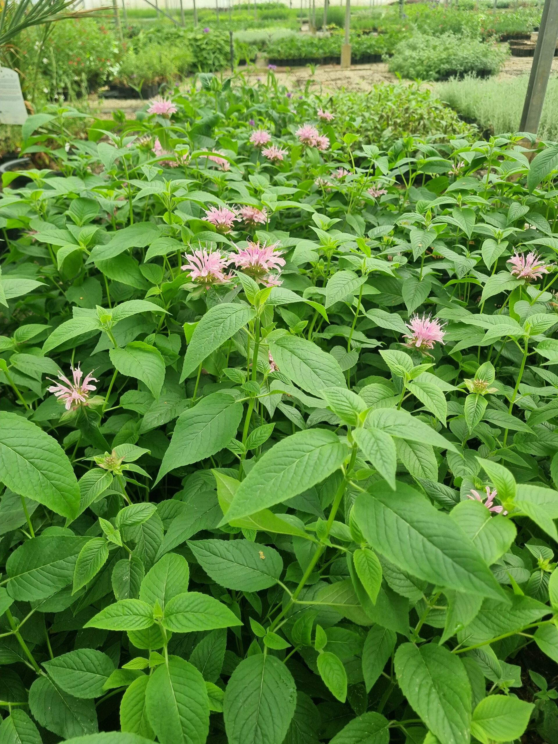 Monarda ‘Beauty of Cobham’ – Bergamotplant - Afbeelding 2