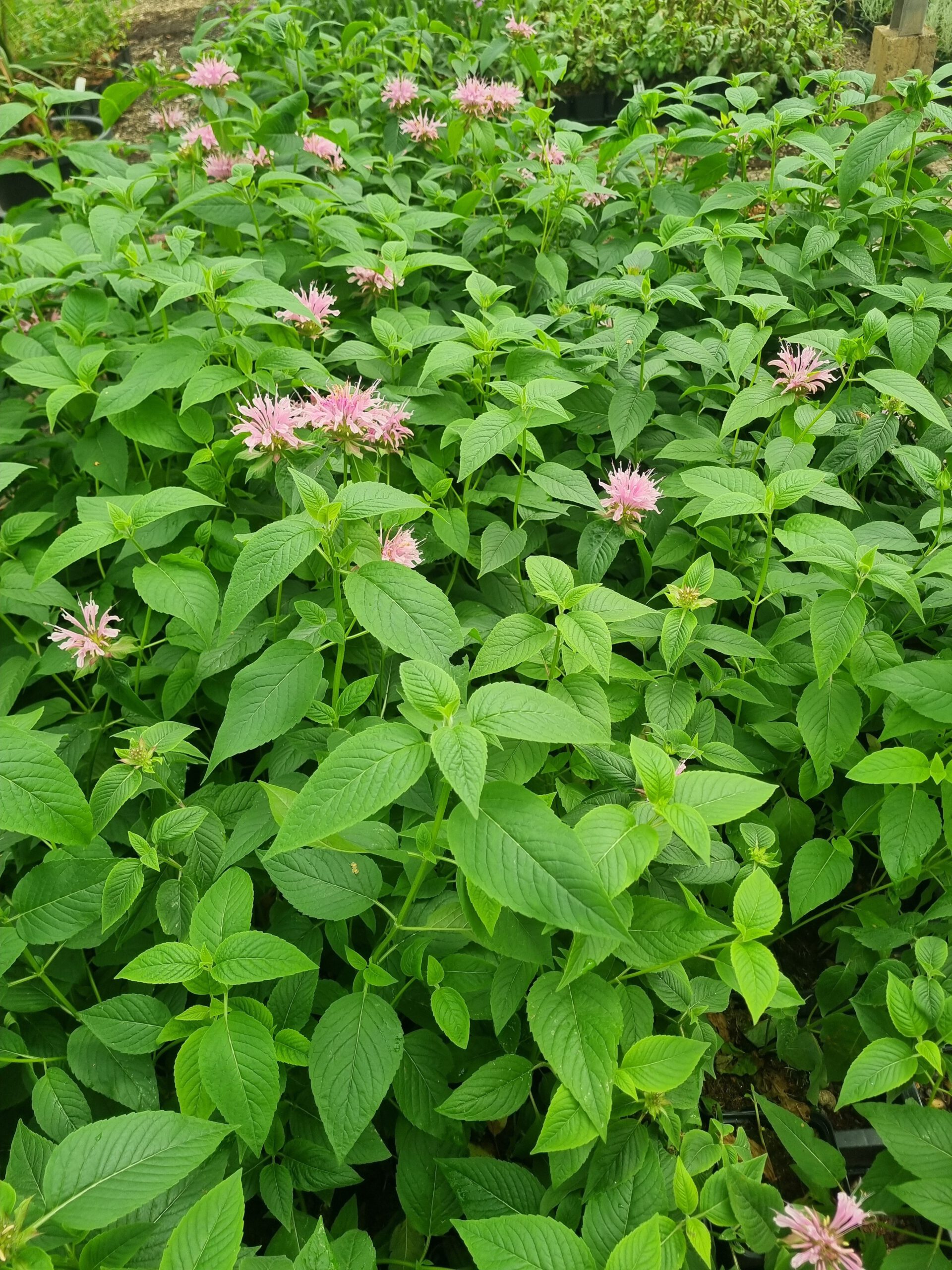Monarda ‘Beauty of Cobham’ – Bergamotplant - Afbeelding 3