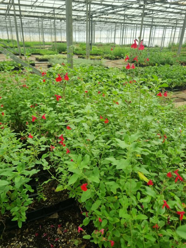 Salvia microphylla 'Marachino' – Salie - Afbeelding 4