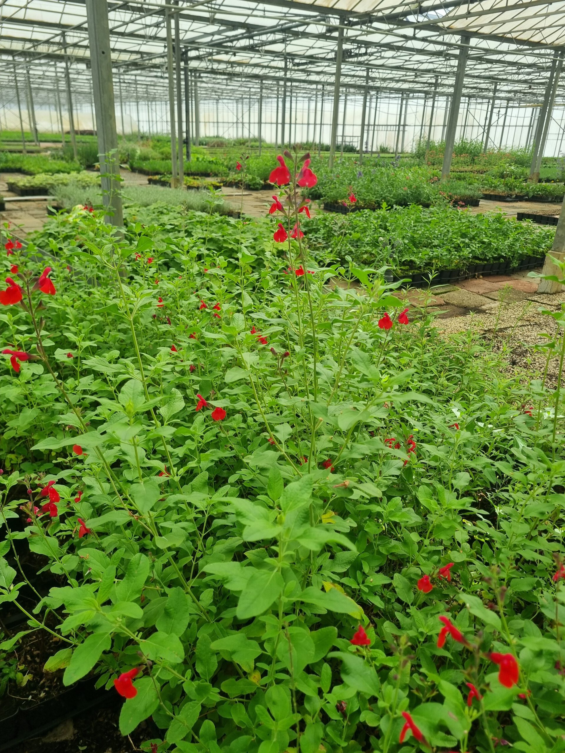 Salvia microphylla 'Marachino' – Salie - Afbeelding 3