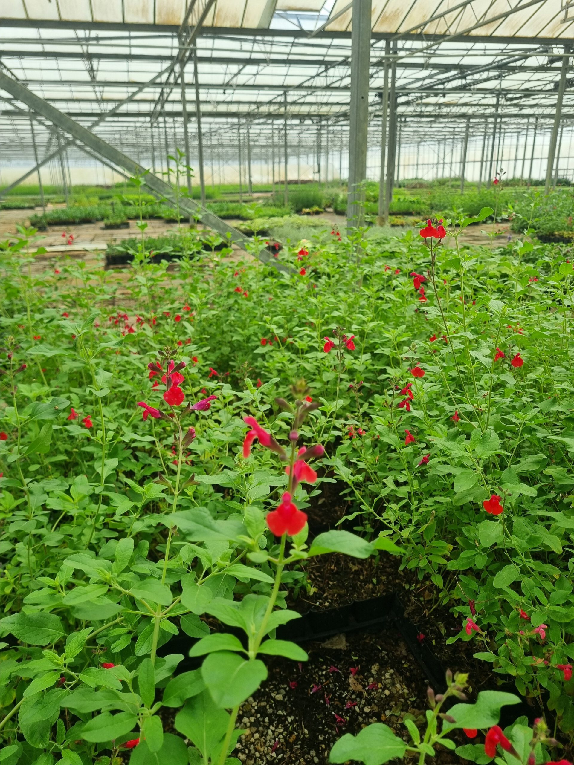 Salvia microphylla 'Marachino' – Salie - Afbeelding 2