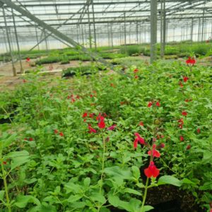 Salvia microphylla 'Marachino' – Salie