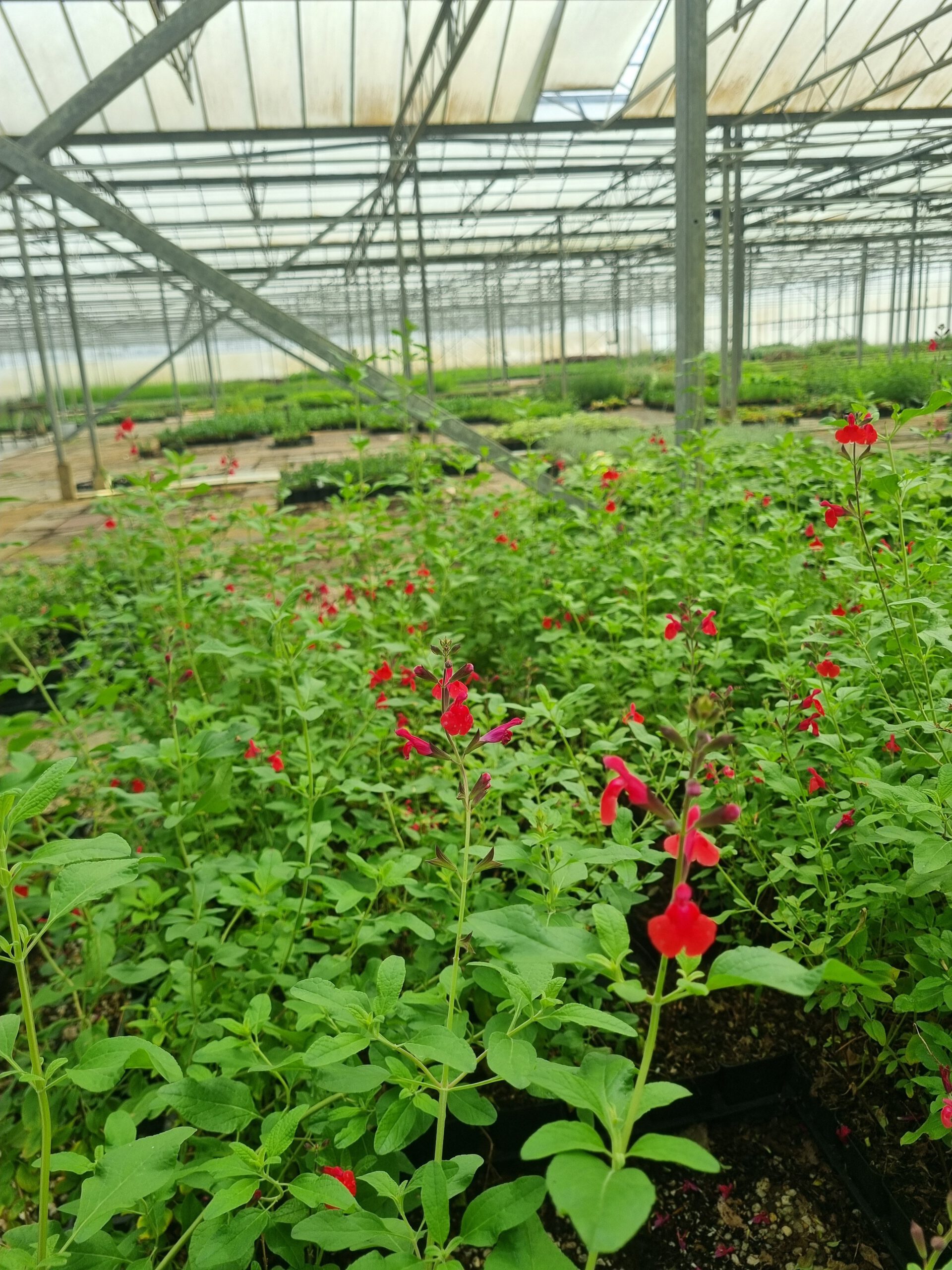Salvia microphylla 'Marachino' – Salie