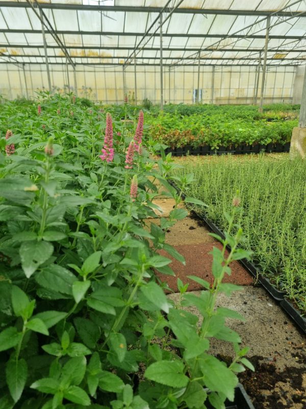 Veronica spicata 'Pink Spike' - Afbeelding 2