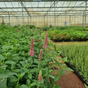 Veronica spicata 'Pink Spike'
