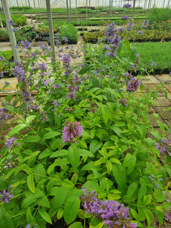 Nepeta subsessilis – Grootbloemig Kattenkruid - Afbeelding 2