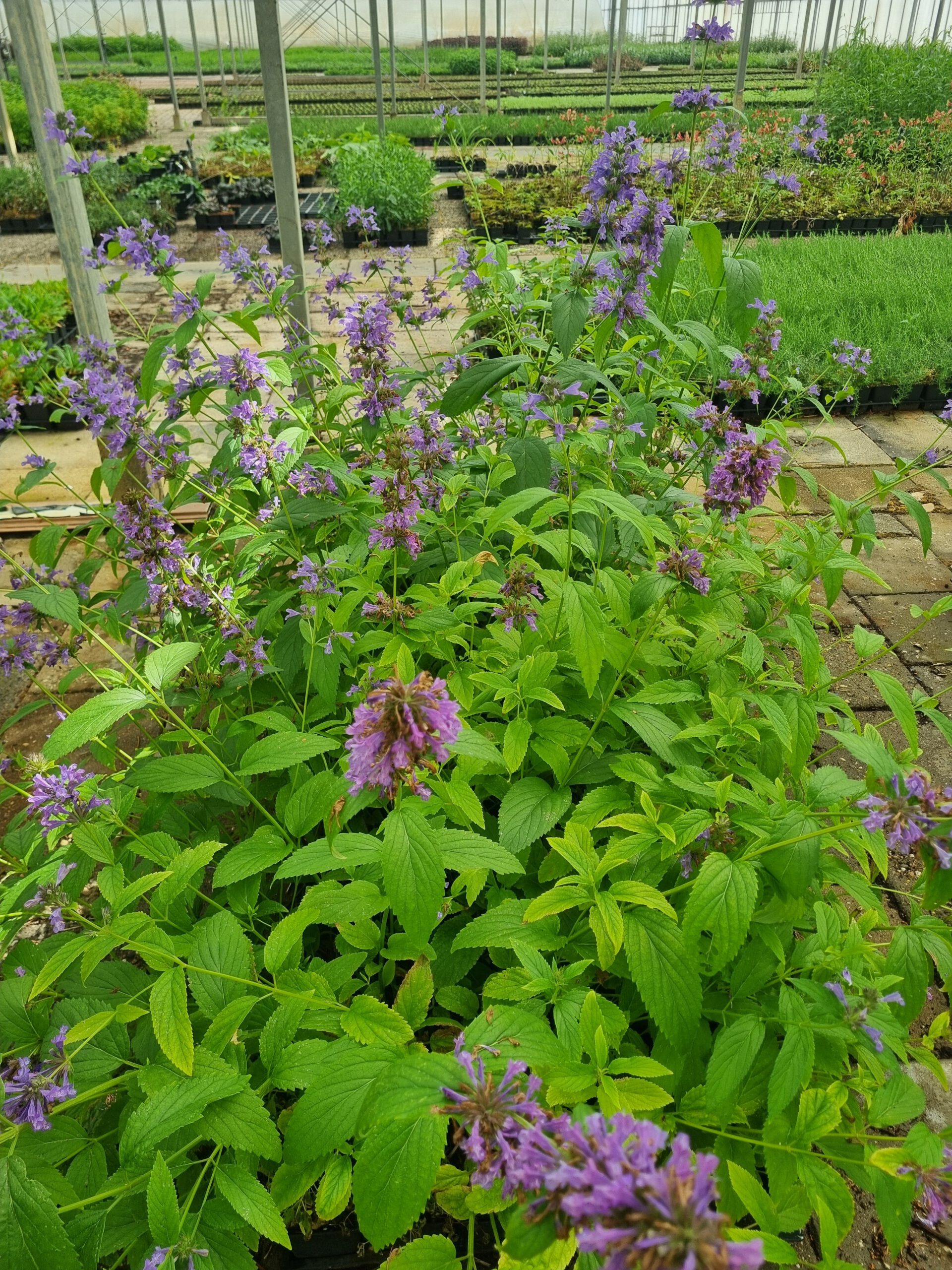 Nepeta subsessilis – Grootbloemig Kattenkruid - Afbeelding 2