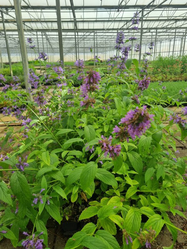 Nepeta subsessilis – Grootbloemig Kattenkruid - Afbeelding 3