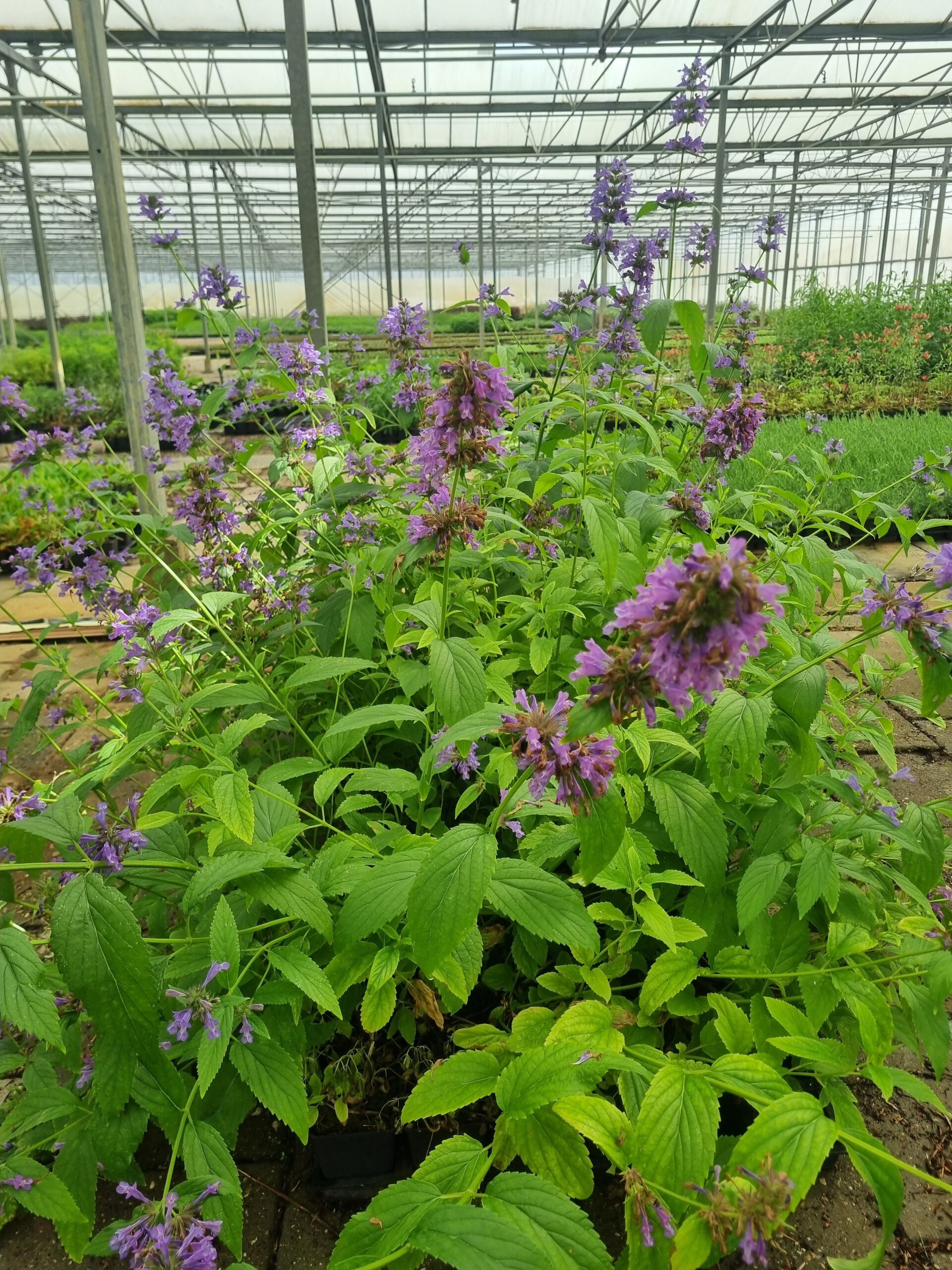 Nepeta subsessilis – Grootbloemig Kattenkruid - Afbeelding 3