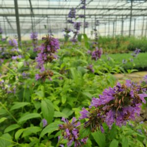 Nepeta subsessilis – Grootbloemig Kattenkruid