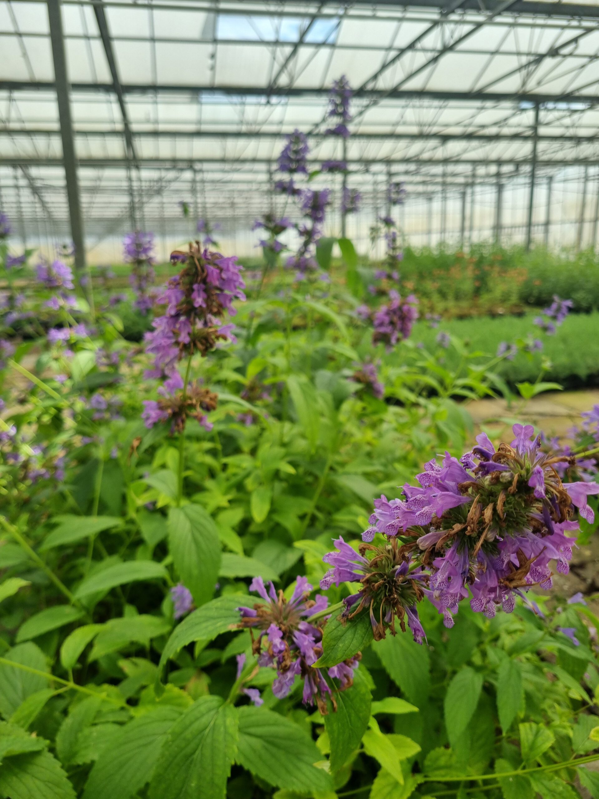 Nepeta subsessilis – Grootbloemig Kattenkruid