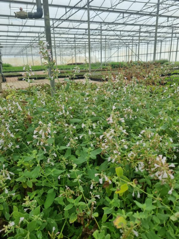 Nepeta racemosa ‘Snowflake’ – Kattenkruid - Afbeelding 2