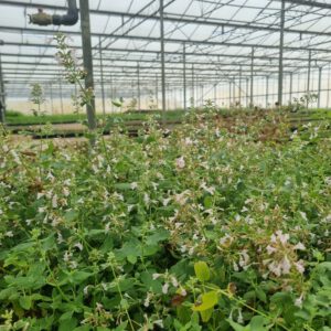 Nepeta racemosa ‘Snowflake’ – Kattenkruid