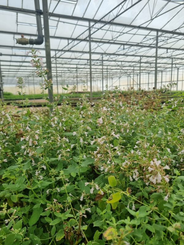 Nepeta racemosa ‘Snowflake’ – Kattenkruid