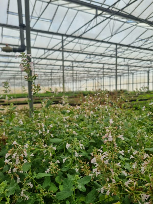 Nepeta racemosa ‘Snowflake’ – Kattenkruid - Afbeelding 3