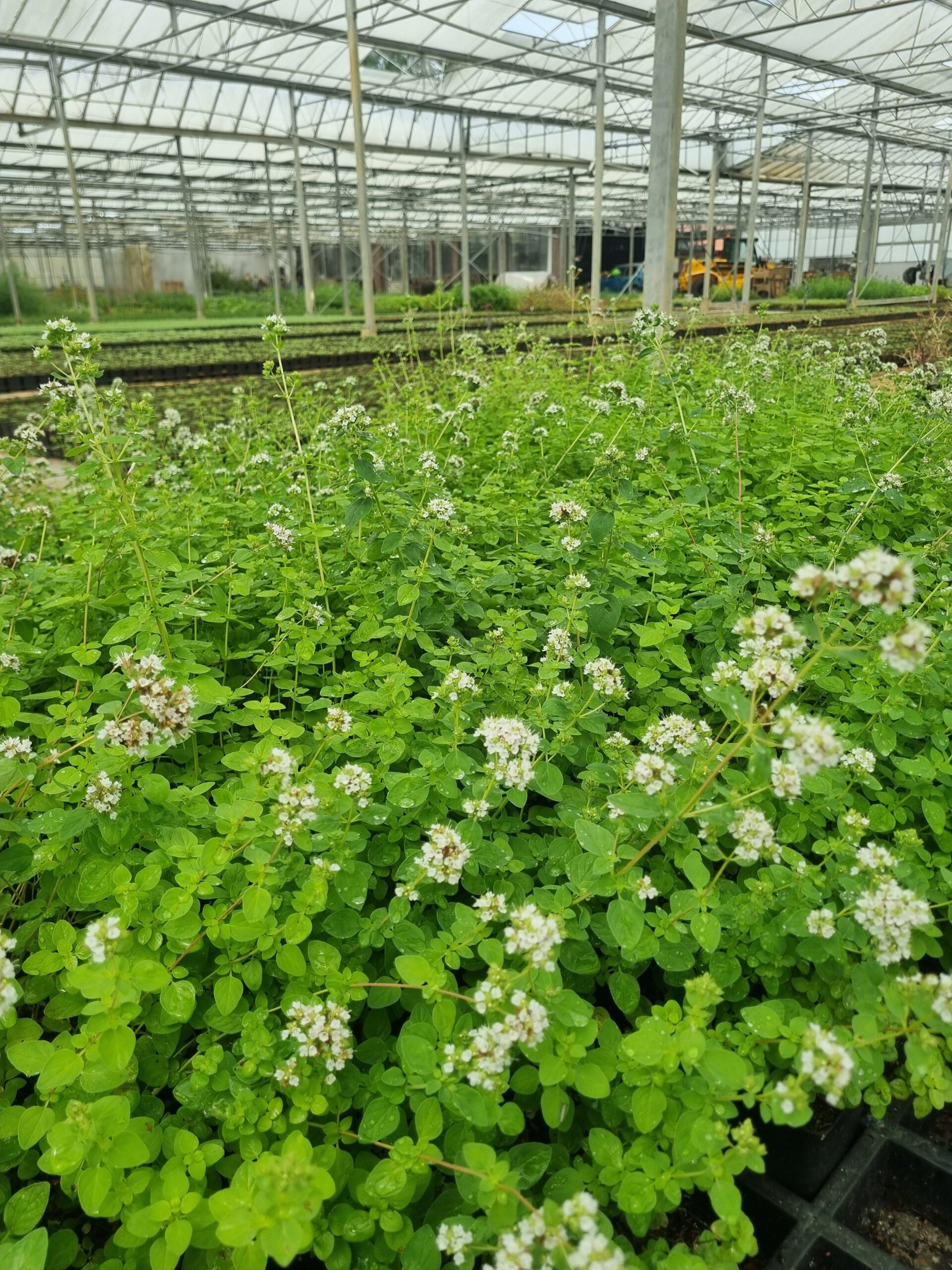 Calamintha nepeta subsp. nepeta – Bergsteentijm - Afbeelding 2