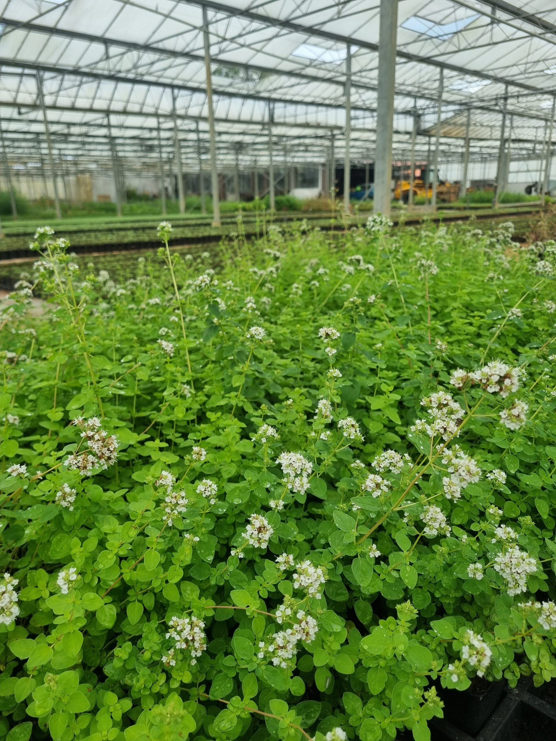 Calamintha nepeta subsp. nepeta – Bergsteentijm - Afbeelding 3