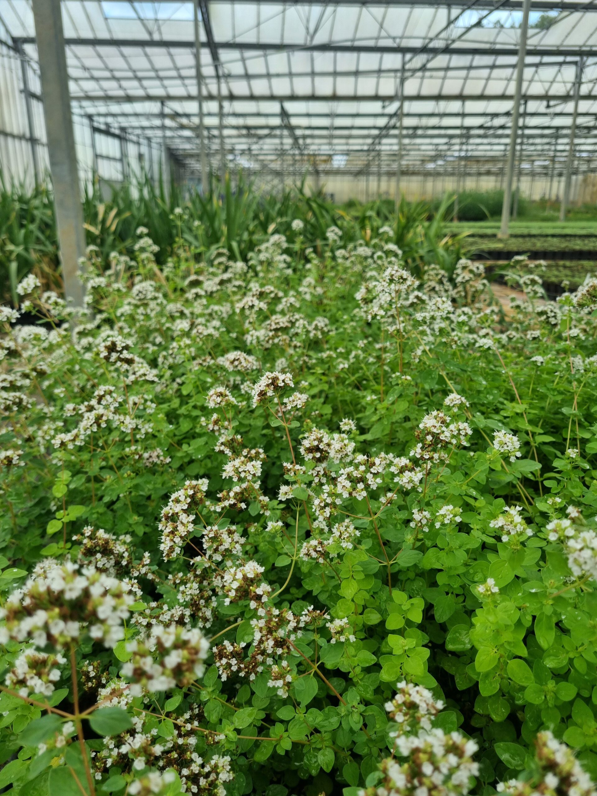 Calamintha nepeta subsp. nepeta – Bergsteentijm - Afbeelding 4