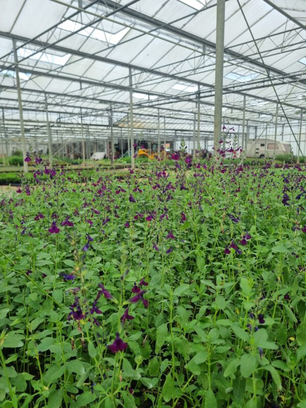Salvia 'Nachtvlinder' – Salie - Afbeelding 3