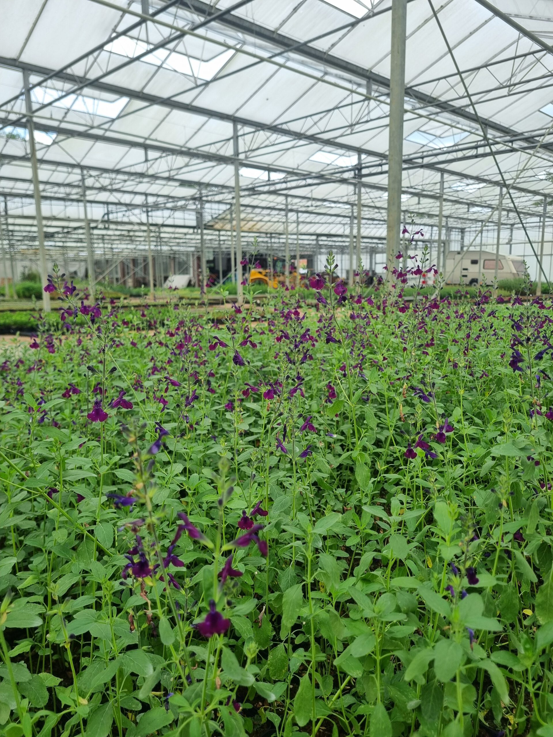 Salvia 'Nachtvlinder' – Salie - Afbeelding 3