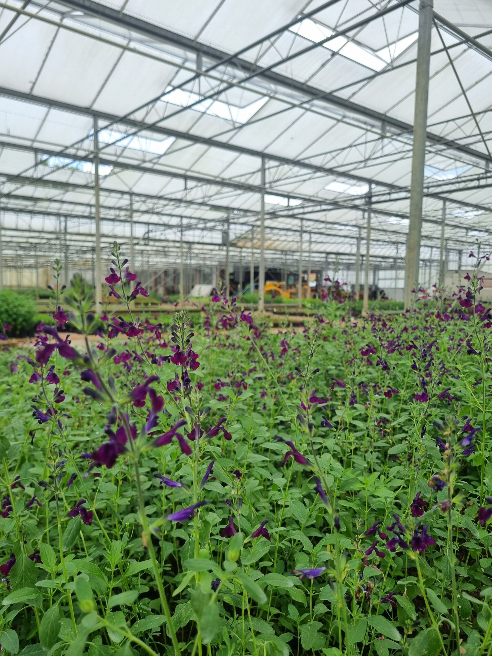 Salvia 'Nachtvlinder' – Salie - Afbeelding 2