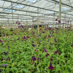 Salvia 'Nachtvlinder' – Salie