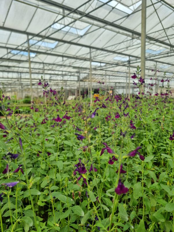 Salvia 'Nachtvlinder' – Salie