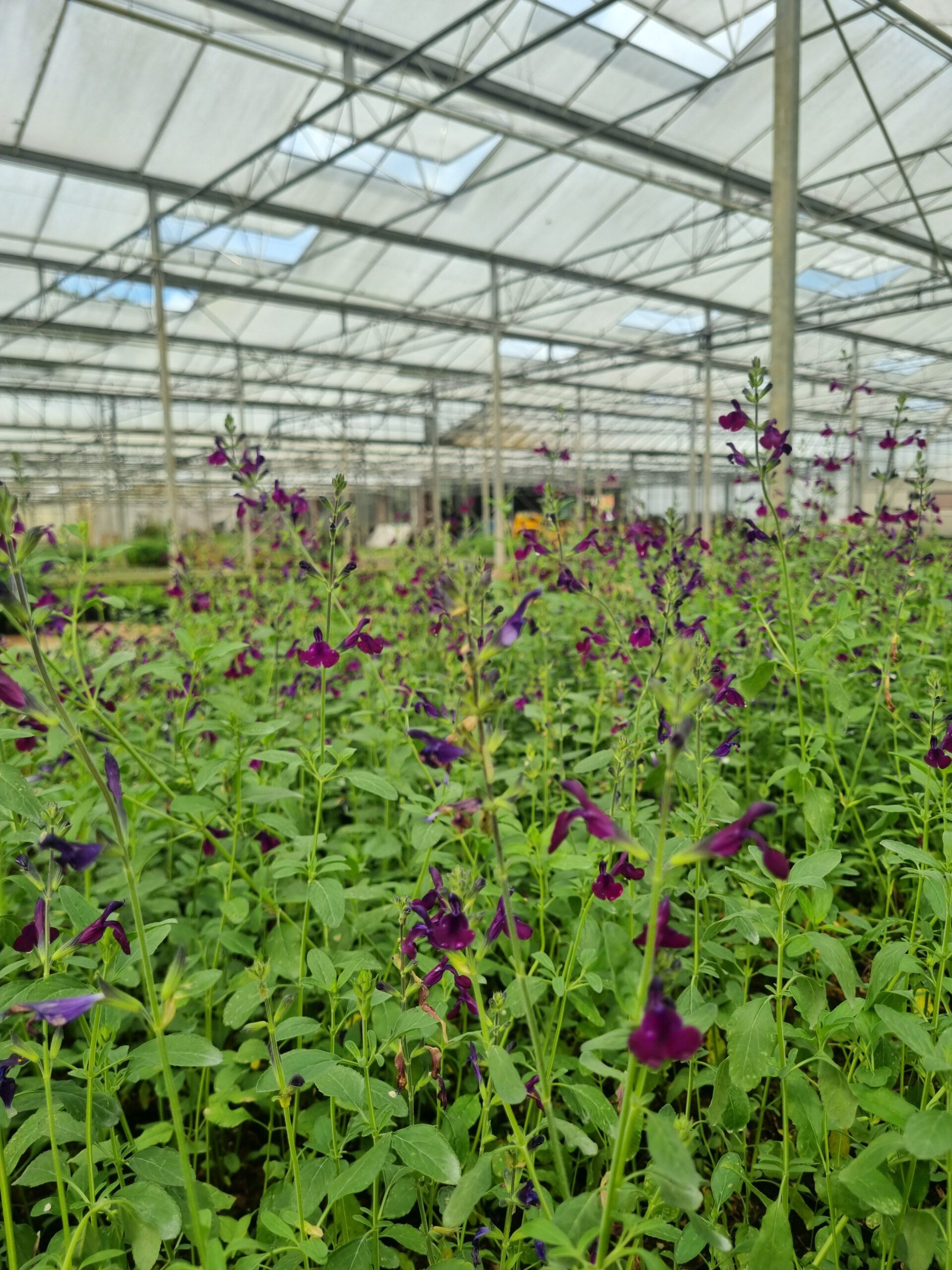 Salvia 'Nachtvlinder' – Salie