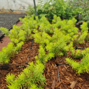 Sedum reflexum 'Angelina' – Vetkruid