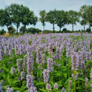 Agastache 'Blue Fortune' – Anijsnetel, dropplant