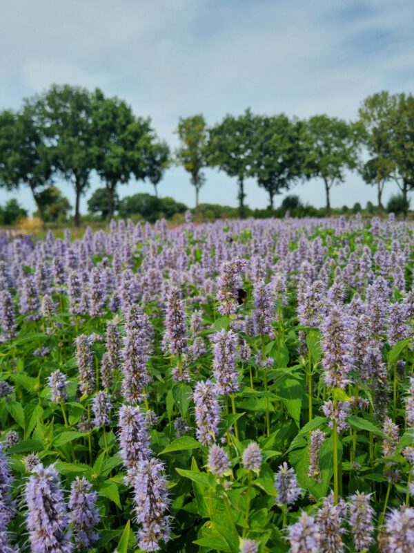 Agastache 'Blue Fortune' – Anijsnetel, dropplant
